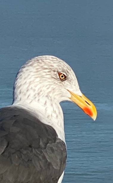 su en Hamelin: Fauna  (Le Mont-Saint-Michel), Larus fuscus Linnaeus, 1758, Primer plano !!