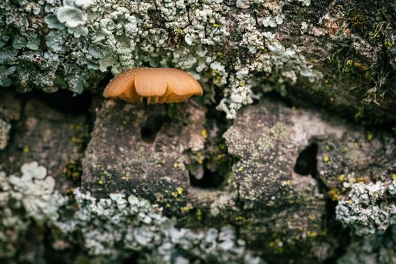 Antonio Jesús Palma Aranda en Hamelin: Observación  (Lora del Río), Setas 2022/2023

📷 Lumix S5 + Sigma 105mm Macro Art
💡 Natural

#setas
#mushrooms