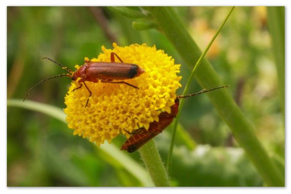 barbanegra707 en Hamelin: Fauna  (Esplugues de Llobregat), Rhagonycha fulva (Scopoli, 1763), #Coraceros