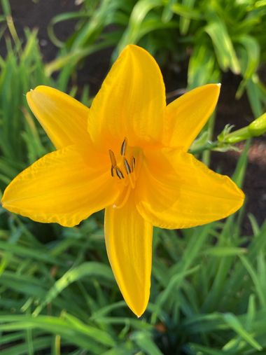 Juanatlantida82 en Hamelin: Flora, Hemerocallis lilioasphodelus, Flores 