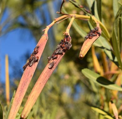 Solerantonio2 en Hamelin: Fauna  (Almería), Insectos