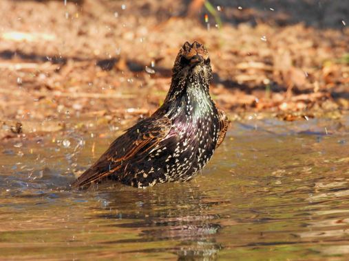 Georginaag en Hamelin: Fauna  (Susqueda), Sturnus vulgaris Linnaeus, 1758, #bird #estornino #fauna 
