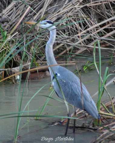 Diego en Hamelin: Fauna  (Zaragoza), Ardea cinerea Linnaeus, 1758, #ardeacinerea #garzareal #zaragoza #canon 