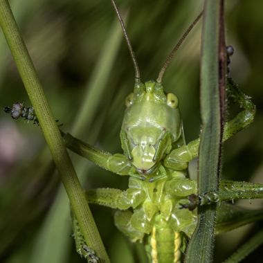 Ignicapillus en Hamelin: Fauna  (les Masies de Voltregà), Ortóptero sp

Finales de mayo 2023. Haciendo paradas para macrear a lo largo de la carretera coma...