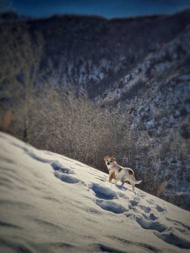 Marijohz en Hamelin: Fauna  (Ezcaray), Mi pequeña pepa 