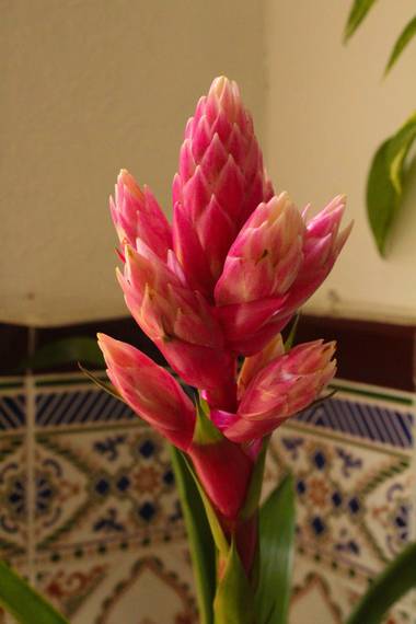 cruzyus en Hamelin: Flora  (Córdoba), Alpinia purpurata, #flora21 