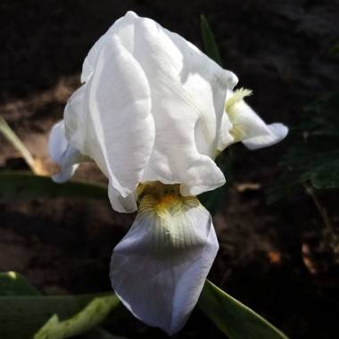Navarroarevalomariateresa en Hamelin: Flora  (Viesca), Iris albicans, Hermoso lirio!