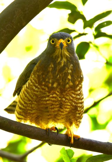 Edidgonzalez2020 en Hamelin: Fauna 
