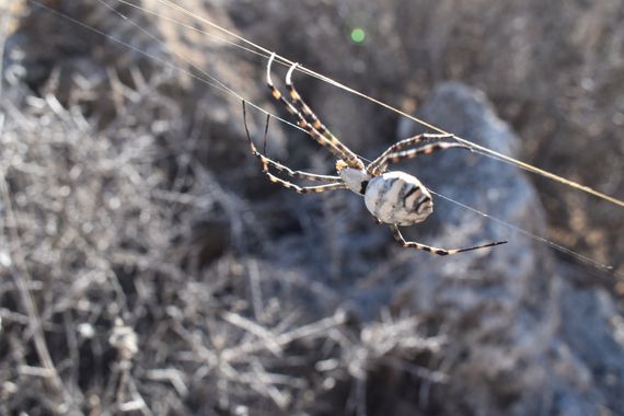 Solerantonio2 en Hamelin: Fauna  (Níjar), Araña tigre