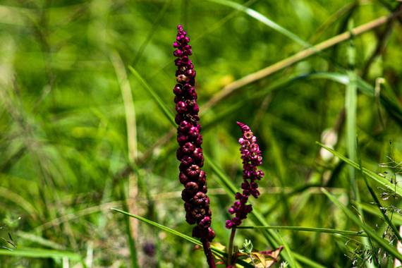 Franciss RNR  en Hamelin: Flora  (Pimampiro), #flora 
