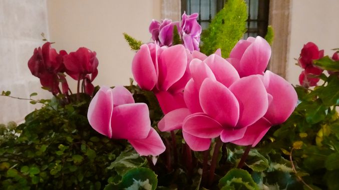 Solerantonio2 en Hamelin: Flora  (Almería), Cyclamen persicum, Planta