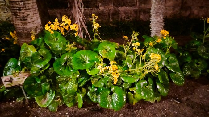 Solerantonio2 en Hamelin: Flora  (Almería), Farfugium japonicum, Planta