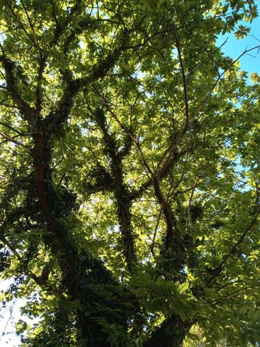 Alquimia Natural en Hamelin: Flora  (Marina de Cudeyo), Relajación 💕🌳🌲💕😍☀️

#flora21 