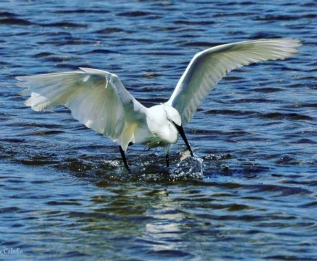 Jomacaes70 en Hamelin: Fauna  (Huelva), Egretta garzetta (Linnaeus, 1766), #pescando