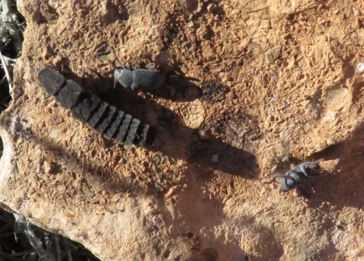 Solerantonio2 en Hamelin: Fauna  (Almería), Insecto