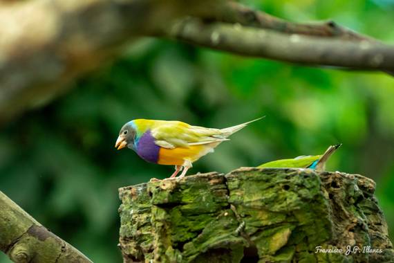 fjavier.illanes en Hamelin: Fauna  (Benalmádena), Erytrura gouldiae., Diamante Gould 