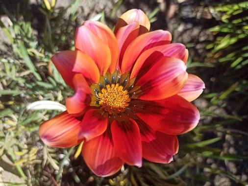 Pisc.LopezMarce en Hamelin: Flora  (La Calera), #floracolombiana 
#photograhymacro20 
