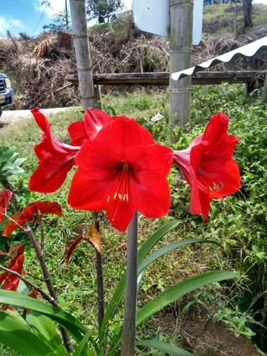 anjofear en Hamelin: Flora  (Bugalagrande), Hippeastrum reginae, #flores