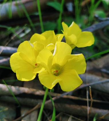 Ioana Trif en Hamelin: Flora  (Rociana del Condado), Oxalis pes-caprae, Trébol amarillo #flora21 #arboreto #floramarilla 