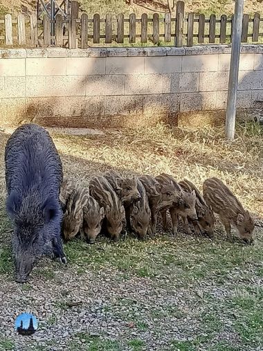 Luroca7933 en Hamelin: Fauna  (Almodóvar del Campo), Mama y familia
#jabalies