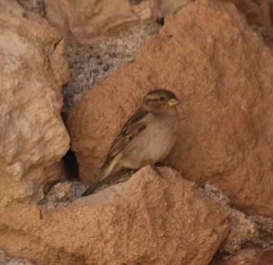 Solerantonio2 en Hamelin: Fauna  (Almería), Passer domesticus (Linnaeus, 1758), Gorrion