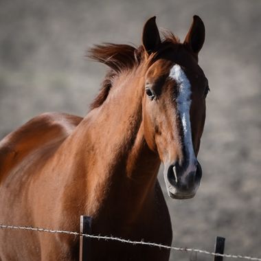 Kikojimenez1977 en Hamelin: Fauna, #caballos 