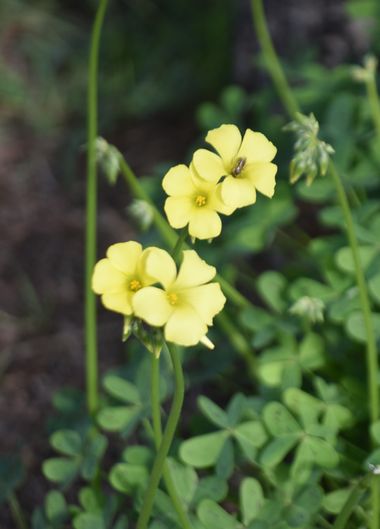 Solerantonio2 en Hamelin: Flora  (Almería), Oxalis pes-caprae, Planta