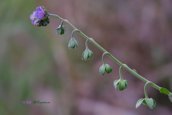 isidorogomez53 en Hamelin: Flora  (Castellbisbal), Epipactis microphylla, 