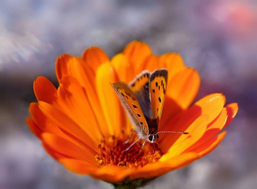 rqsalcedo en Hamelin: Fauna  (Majadahonda), #mariposas 