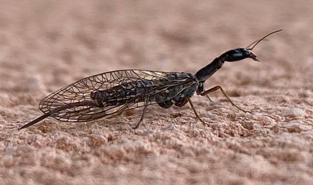 su en Hamelin: Fauna  (Gelves), Insecto 