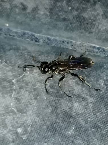 rintadio en Hamelin: Fauna, Al tomarla y observarla, pude notar similitudes con la de una mosca ordinaria, aunque tenia rasgos de avispa u hormiga, un her...