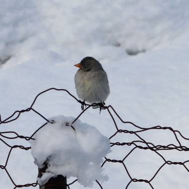 Miriam en Hamelin: Fauna  (La Vall de Boí), Este gorrión alpino (𝑀𝑜𝑛𝑡𝑖𝑓𝑟𝑖𝑛𝑔𝑖𝑙𝑙𝑎 𝑛𝑖𝑣𝑎𝑙𝑖𝑠) me regaló un momento único e inolvidable, reg...