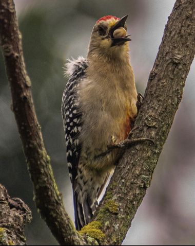 angelapatino1 en Hamelin: Fauna  (Cali), Melanerpes rubricapillus (Cabanis, 1862), #aves