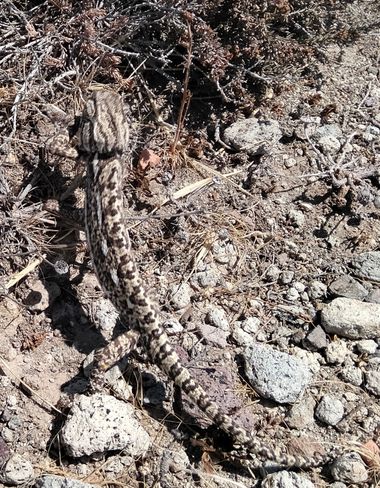 Solerantonio2 en Hamelin: Fauna  (Níjar), Chamaeleo chamaeleon (Linnaeus, 1758), Reptil