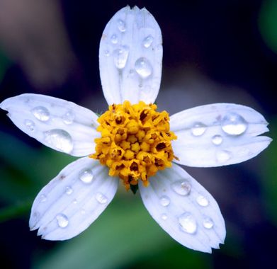 Aymbfotografia en Hamelin: Flora, Bidens pilosa, #flower #perfeccion #nature 