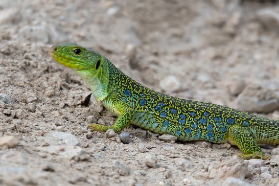 Ignicapillus en Hamelin: Fauna  (Castelldans), Timon lepidus (Daudin, 1802), Lagarto ocelado

En la península ibérica es una especie común pero hasta el sá...