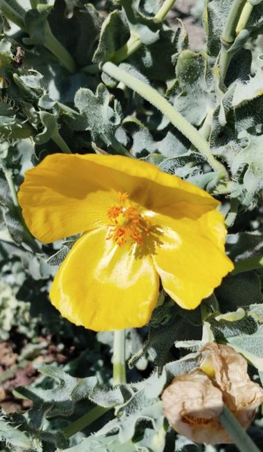 Solerantonio2 en Hamelin: Flora  (El Pocico), Glaucium flavum, Planta