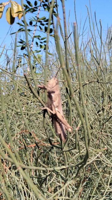 Solerantonio2 en Hamelin: Fauna  (Almería), Insecto