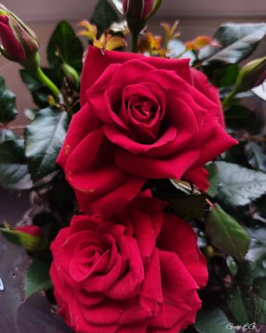 Geñi en Hamelin: Flora  (Madrid), Rosa chinensis, #flora21 