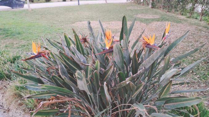 Solerantonio2 en Hamelin: Flora  (Almería), Planta ave del paraiso