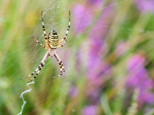 Annaïs en Hamelin: Fauna  (Gijón), Argiope bruennichi (Scopoli, 1772), Araña tigre, preciosisisima y enooooorme! 