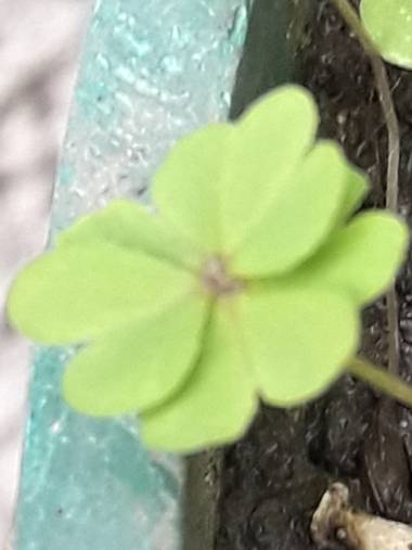 miguel_miki78 en Hamelin: Flora, #flora🦁🍀trébol 5 pétalos.