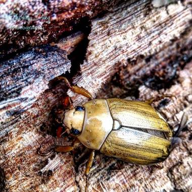 dalygordillo17 en Hamelin: Fauna, Recicladores de nutrientes
#fauna 