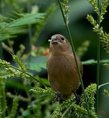 Pabloalbertopaez en Hamelin: Fauna  (San Pablo de Ushpayacu), 21-11-2021 Chesnut-bellied seedeater. El semillero ventricastaño​, también denominado espigue...