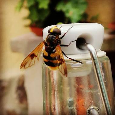 Latortugablue en Hamelin: Fauna  (Paterna), ¿Díptero o himenóptero?🤔
¿Mosca o abeja?🤔
¿Advertencia o disfraz? 🤔
No todo es lo que parece. 
#sírfido  #dí...