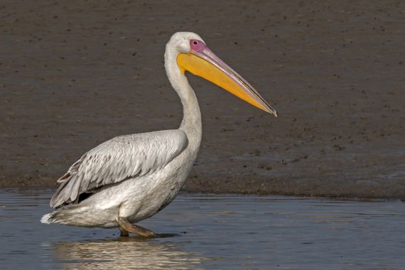 Ignicapillus en Hamelin: Fauna  (Brown road), Pelecanus onocrotalus Linnaeus, 1758, Pelícano común

Mucha gente piensa que los pelícanos son aves tropicale...