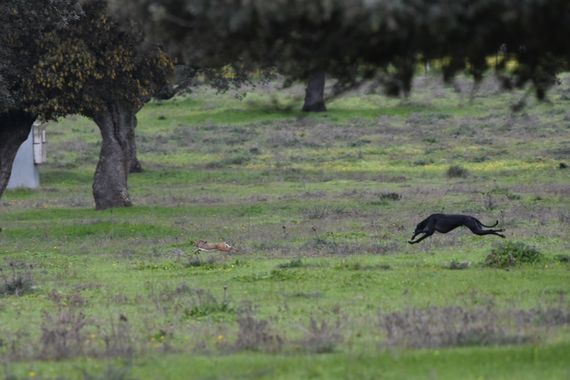 Info en Hamelin: Fauna, La carrera por la vida