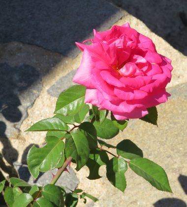 Solerantonio2 en Hamelin: Flora  (Almería), Rosas de jardin