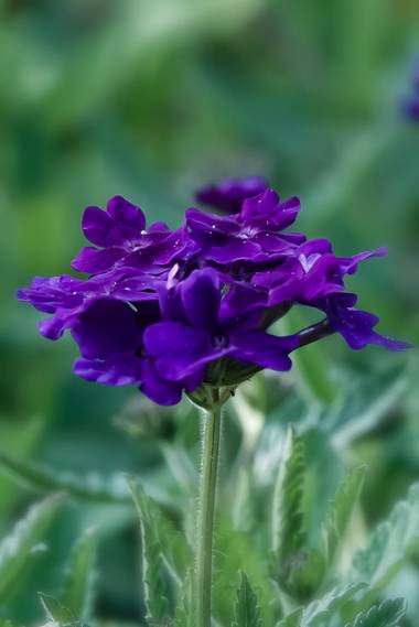 Lola.arlandi en Hamelin: Flora  (Alella), #flor21