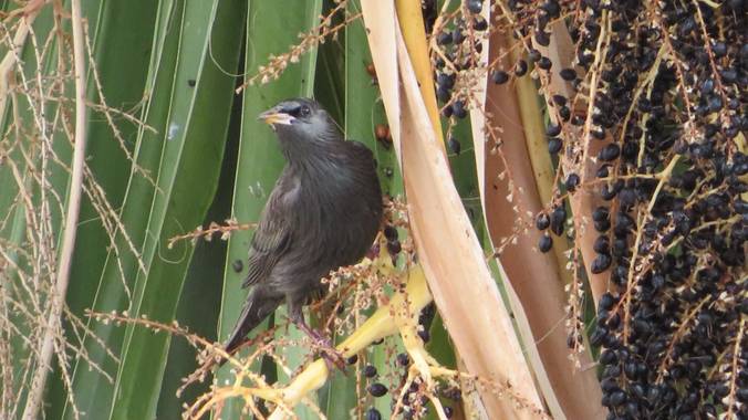 Solerantonio2 en Hamelin: Fauna  (Almería), Sturnus unicolor Temminck, 1820, Estornino al hacecho
